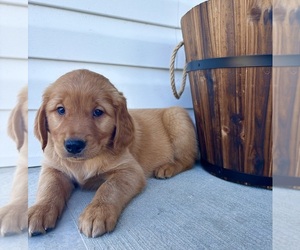 Golden Retriever Puppy for sale in INDIANAPOLIS, IN, USA