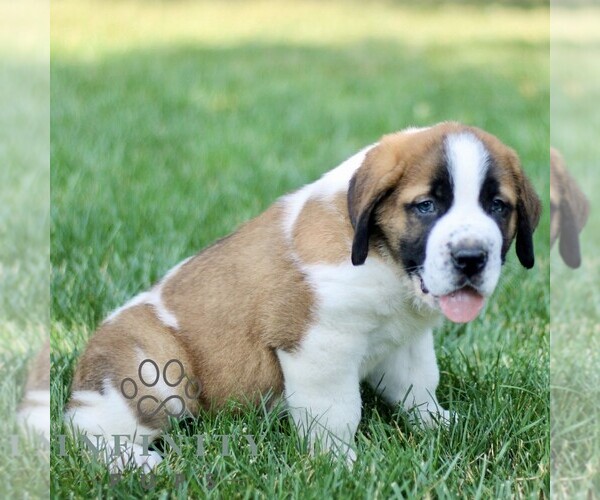 Medium Photo #3 Saint Bernard Puppy For Sale in STRASBURG, PA, USA