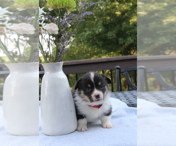 Medium Photo #21 Pembroke Welsh Corgi Puppy For Sale in FAIR GROVE, MO, USA