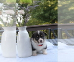 Small #20 Pembroke Welsh Corgi