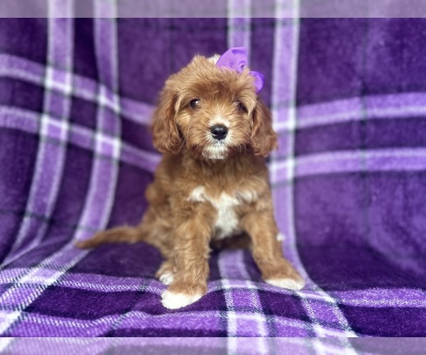 Medium Photo #10 Cavapoo Puppy For Sale in LAKELAND, FL, USA
