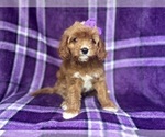 Small #9 Cavapoo