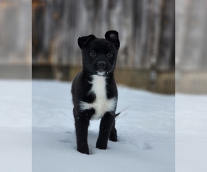 Pomsky Puppy for sale in MILTON, VT, USA