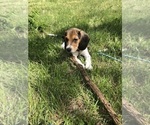 Small Photo #1 Beagle Puppy For Sale in FORT DODGE, IA, USA