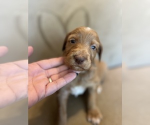 Labradoodle Puppy for sale in POLLOCK PINES, CA, USA