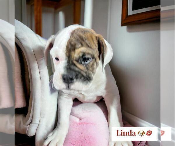 Medium Photo #1 Victorian Bulldog Puppy For Sale in DURHAM, CT, USA