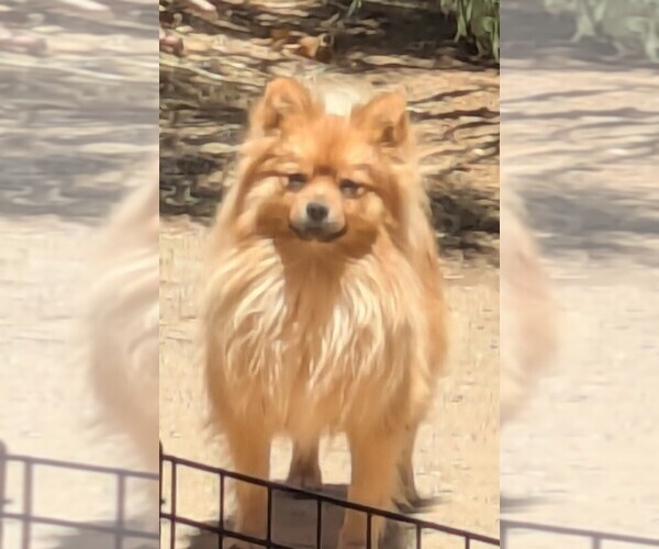 Medium Photo #1 Pomsky Puppy For Sale in PHOENIX, AZ, USA