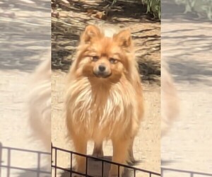 Father of the Pomsky puppies born on 05/27/2026