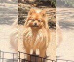 Small Photo #1 Pomsky Puppy For Sale in PHOENIX, AZ, USA