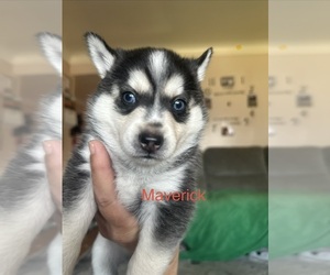 Pomsky Puppy for sale in ROSEVILLE, MI, USA