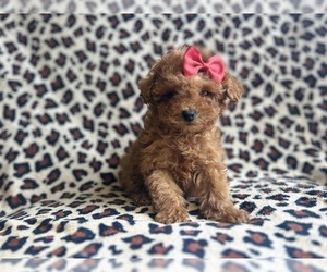 Poodle (Miniature) Puppy for sale in LAKELAND, FL, USA
