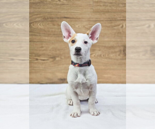 Medium Photo #2 American Pit Bull Terrier-Unknown Mix Puppy For Sale in Sandy, UT, USA