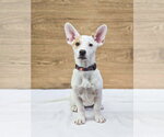 Small #1 American Pit Bull Terrier Mix