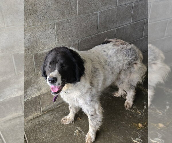 Medium Photo #1 Great Pyrenees-Unknown Mix Puppy For Sale in Evansville, IN, USA
