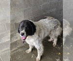 Small Great Pyrenees Mix