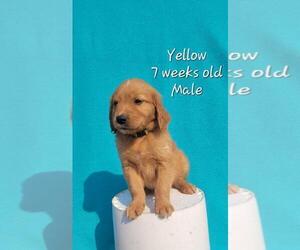 Golden Retriever Puppy for sale in COULEE CITY, WA, USA