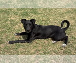 Small #9 Labrador Retriever Mix