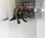 Small Labrador Retriever Mix