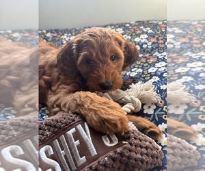 Border Collie Puppy for sale in TIVERTON, RI, USA