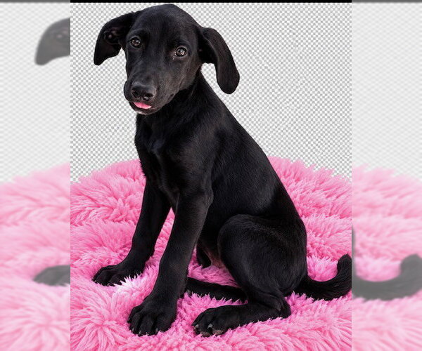 Medium Photo #3 Shepradors Puppy For Sale in Southbury, CT, USA