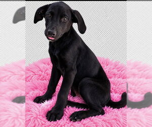 Trick Boo ~ meet me! - Female Shepradors Dog for Adoption - Photo #3