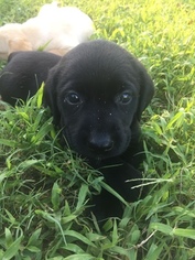 Labrador Retriever Puppy for sale in ANGIER, NC, USA