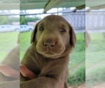 Small Photo #5 Labrador Retriever Puppy For Sale in CONNELLYS SPRINGS, NC, USA