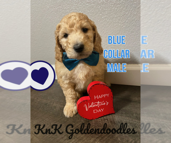 Full screen Photo #2 Goldendoodle Puppy For Sale in BURLESON, TX, USA
