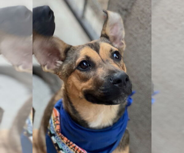 Medium Photo #9 Mutt Puppy For Sale in Dana Point, CA, USA