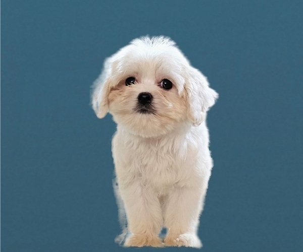 Medium Photo #2 Maltese-Zuchon Mix Puppy For Sale in SAN DIEGO, CA, USA