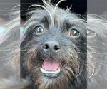 Small Mutt