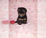 Small #6 Shih Tzu