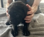 Small #35 Cane Corso