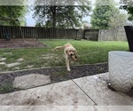 Small #12 Golden Retriever