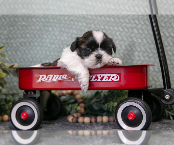 Medium Photo #6 Shih Tzu Puppy For Sale in CLARE, MI, USA