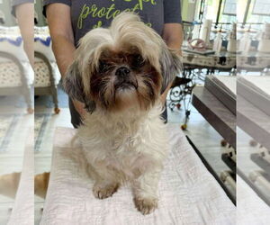 Medium Shih Tzu