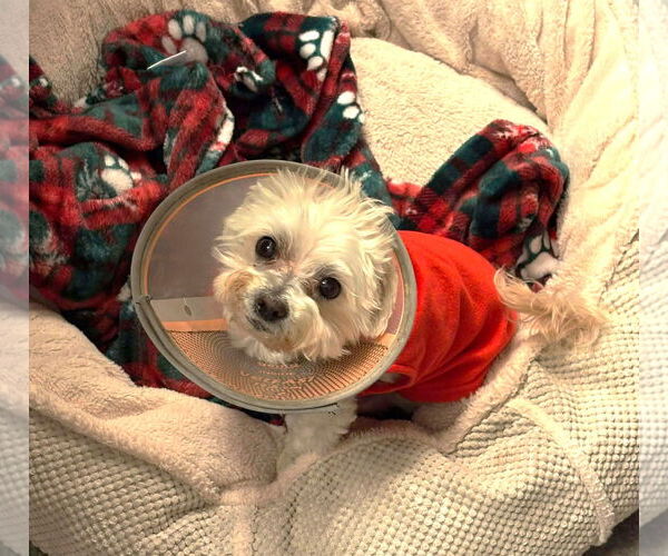 Medium Photo #12 Maltese Puppy For Sale in Boonton, NJ, USA