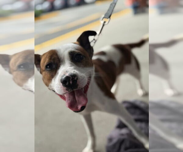 Medium Photo #6 Mutt Puppy For Sale in Woodbury, NY, USA