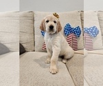 Small #13 English Cream Golden Retriever