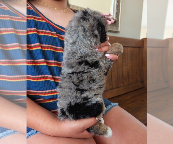 Medium Photo #4 Bernedoodle (Miniature) Puppy For Sale in DAVIS, CA, USA