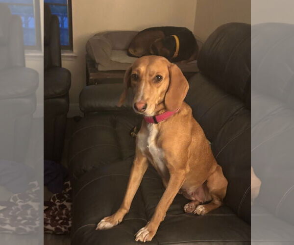 Medium Photo #2 Redbone Coonhound Puppy For Sale in Sanderson, FL, USA