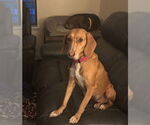 Small #1 Redbone Coonhound