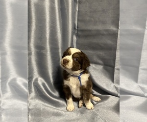 Miniature Australian Shepherd Puppy for sale in GLOUCESTER, VA, USA