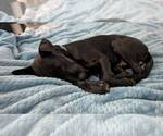 Small #20 Labrador Retriever Mix