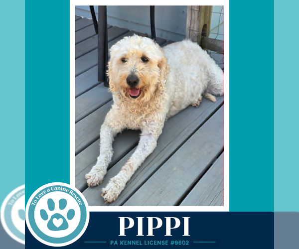 Medium Photo #3 Goldendoodle Puppy For Sale in Kimberton, PA, USA