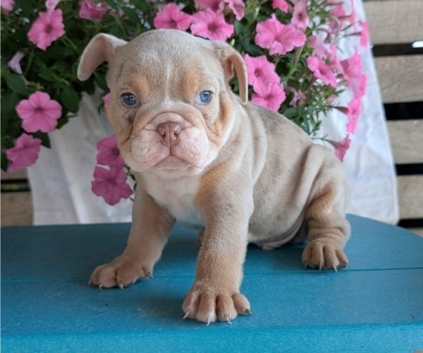 Medium Photo #1 English Bulldog Puppy For Sale in GOSHEN, IN, USA
