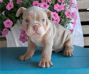 Medium English Bulldog