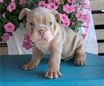 Puppy Hunter English Bulldog