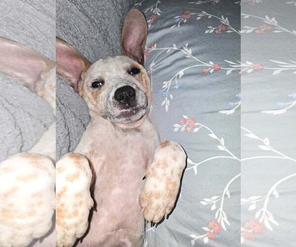 Medium Photo #4 Mutt Puppy For Sale in Greenville, SC, USA