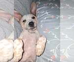 Small Photo #4 Mutt Puppy For Sale in Greenville, SC, USA